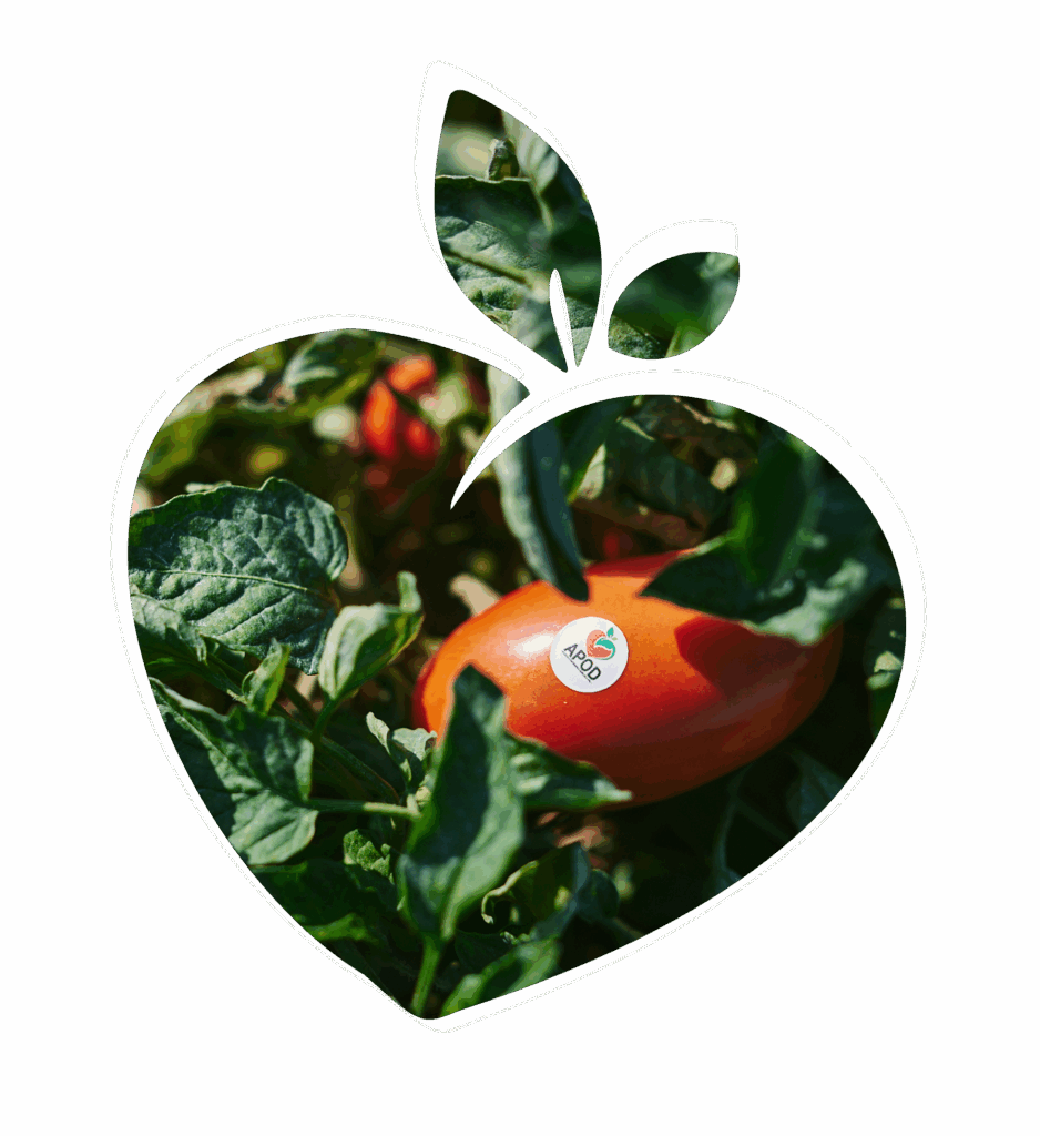 apod organizzazione produttiva puglia, lazio e sud italia