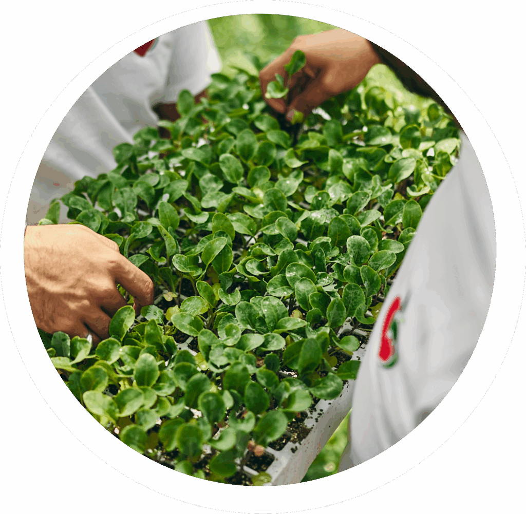 Apod organizzazione produttiva Puglia e sud italia