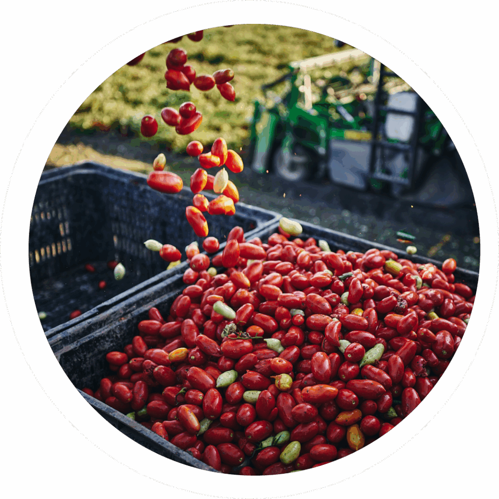 economia circolare nell'agricoltura