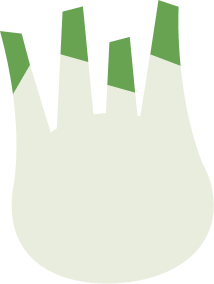 illustrazione finocchio