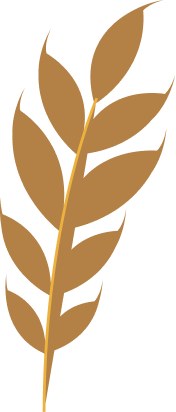 illustrazione spiga di grano