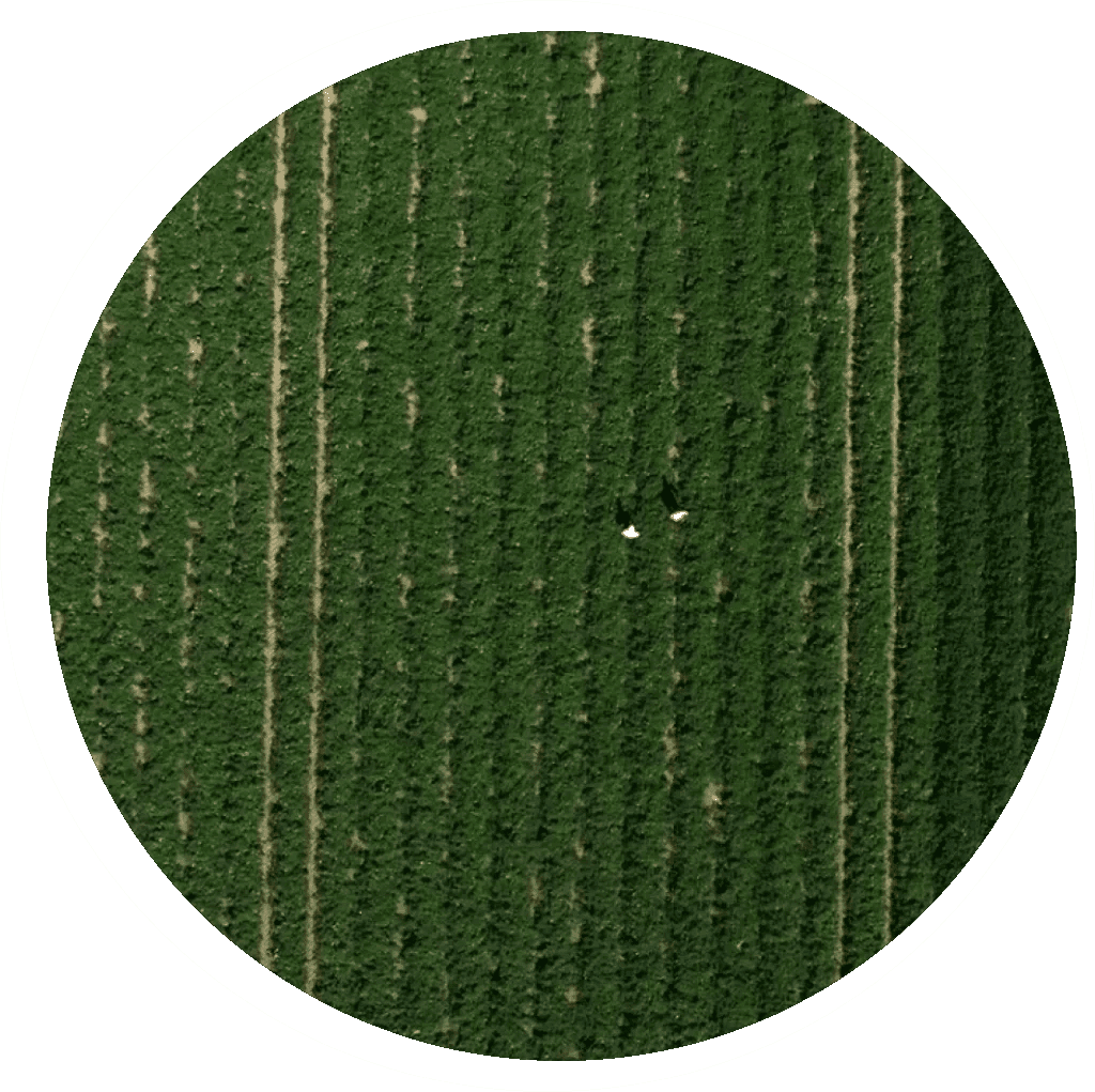 sustainability in agriculture